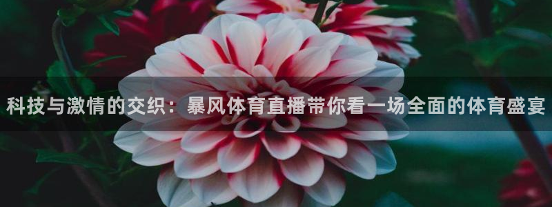 科技与激情的交织：暴风体育直播带你看一场全面的体育盛宴